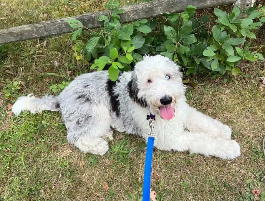 White and grey large dog laying in the grass.