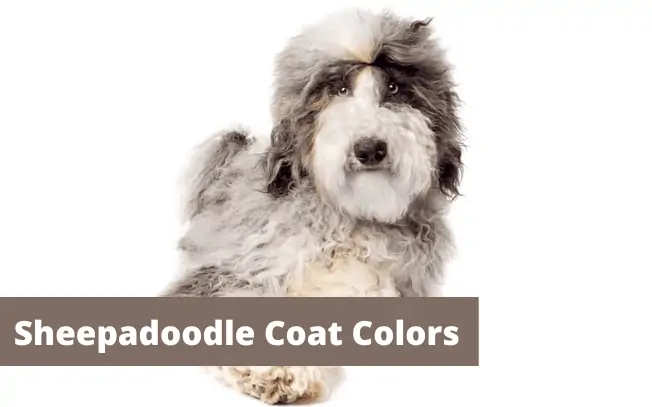 Sheepadoodle coat colors.