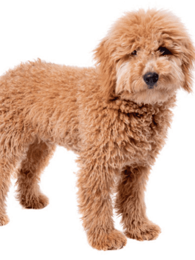 Training a Goldendoodle | Tips from a Professional Dog Trainer! Story