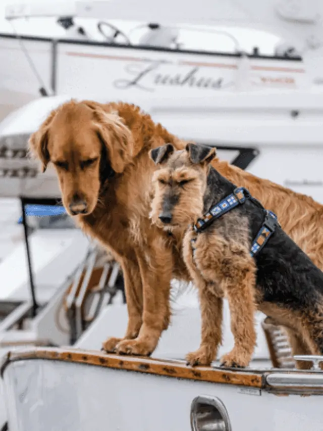 Taking Your Dog on a Boat Story