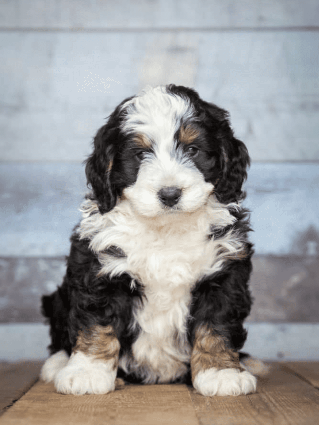 Bernese poodle mini sale