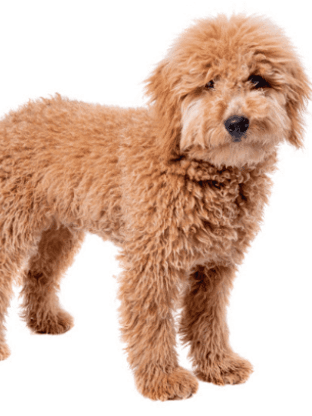 The Ultimate Guide to Mini Goldendoodles Story