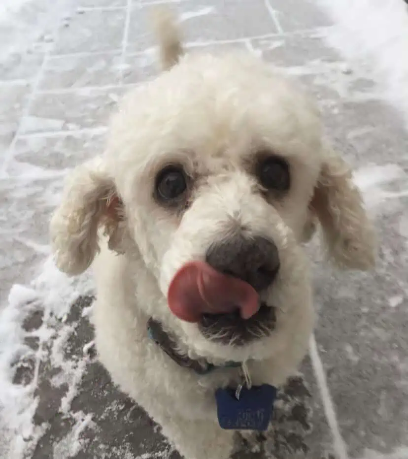 White bichon frise with tongue sticking out.