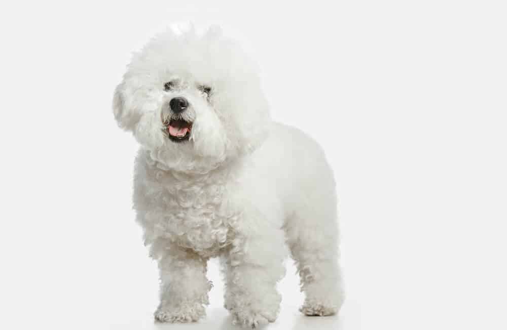 are bichon frise hunting dogs