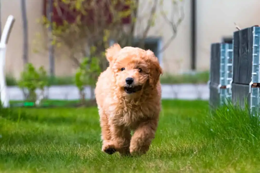 Small golden dog running outside.