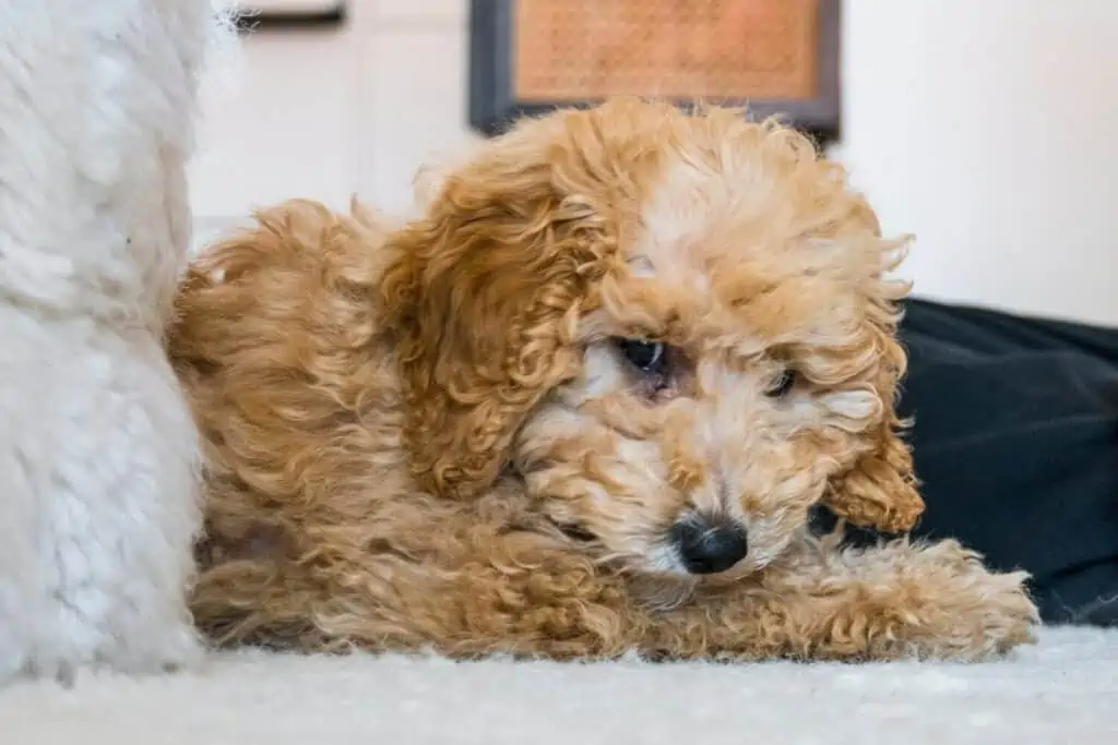 Small golden dog laying inside.