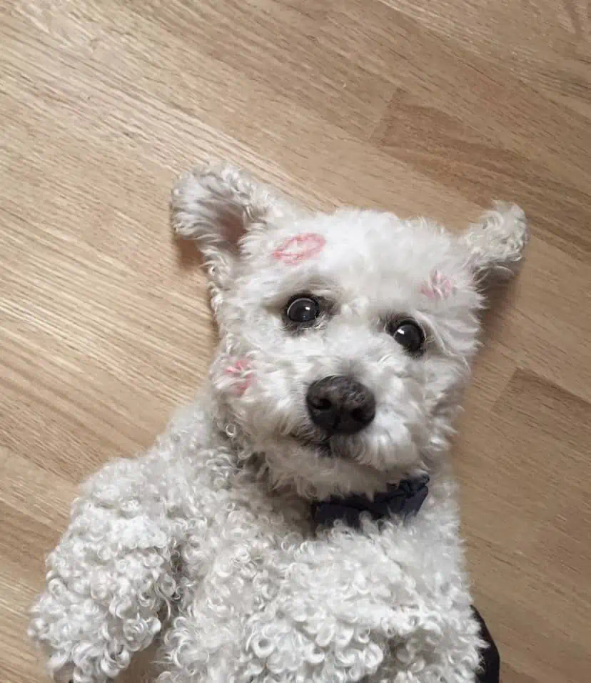 White bichon frise dog with red lipstick kiss marks on his face.