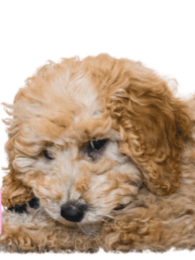 Bichon Poo: The Ultimate Guides to Bichon Frise Poodle Mixes Story