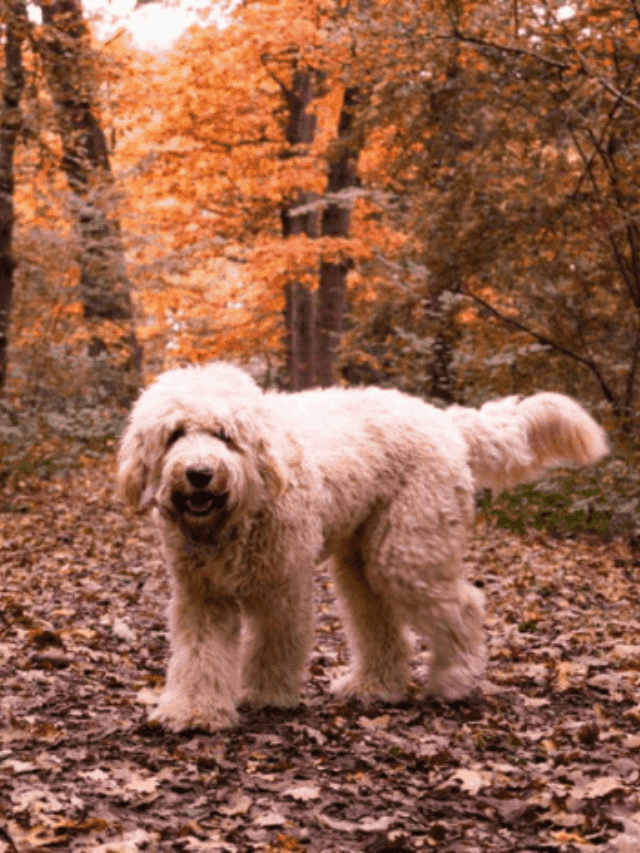 The Ultimate Guide to Labradoodles Story