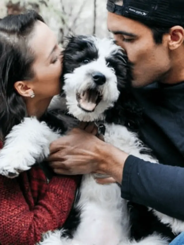 Sheepadoodle pictures