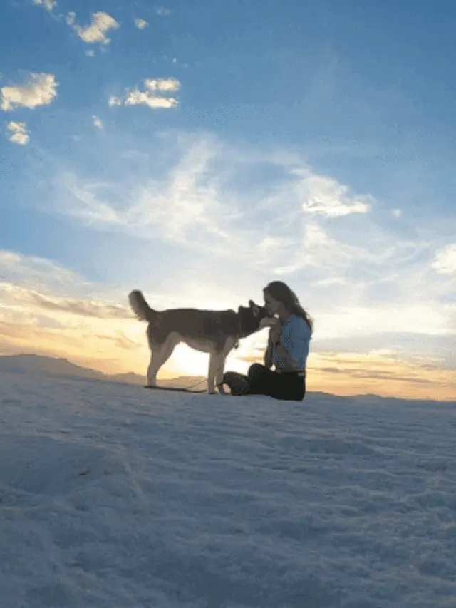 Why You Should Take Your Dog to White Sands National Monument Story