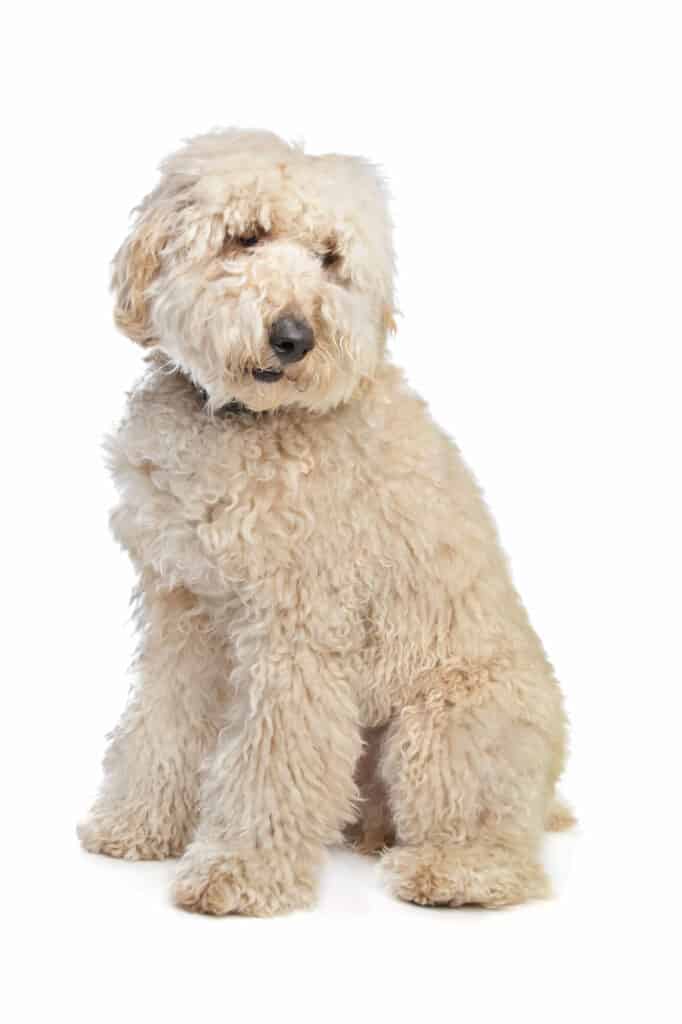 A large cream colored dog sitting.