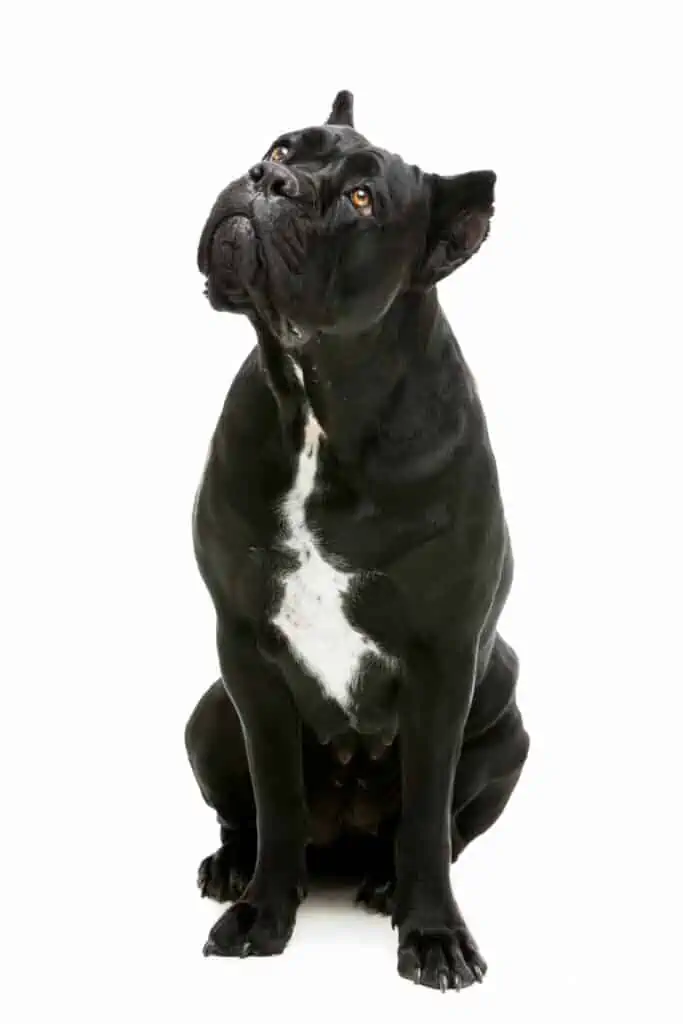 Large black dog sitting.