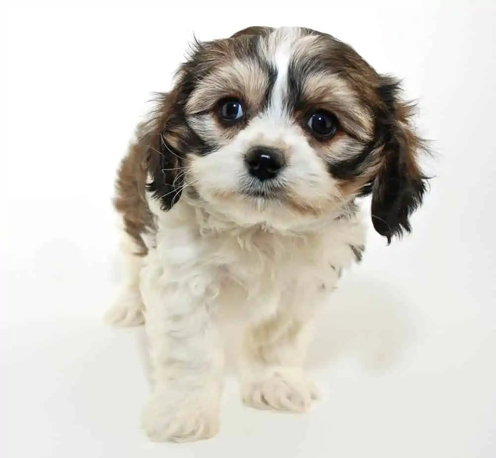 A small brown and white puppy.
