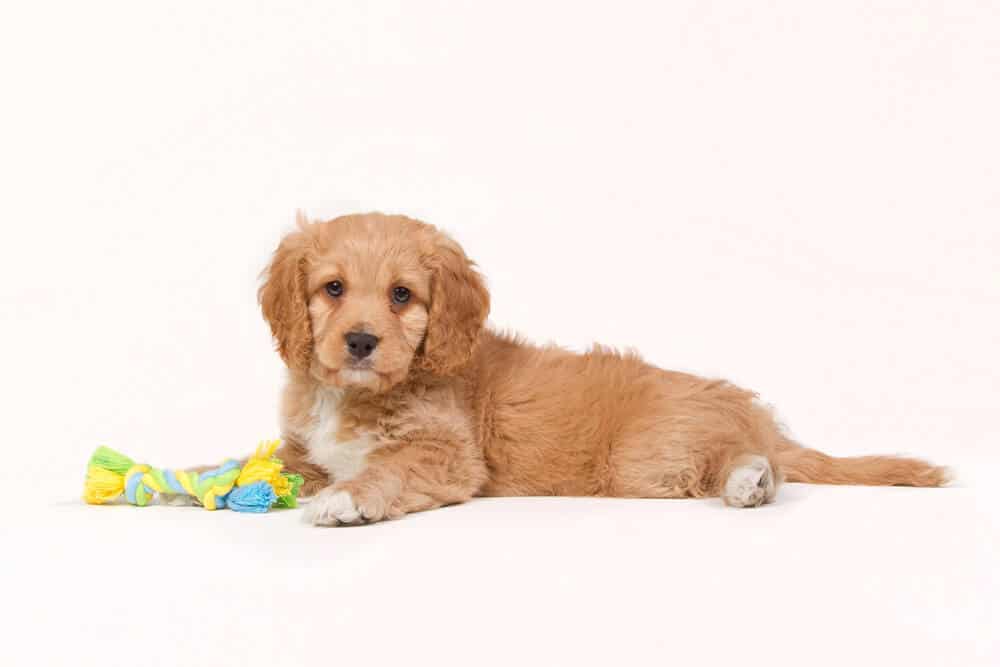 A beige puppy laying down with a toy.