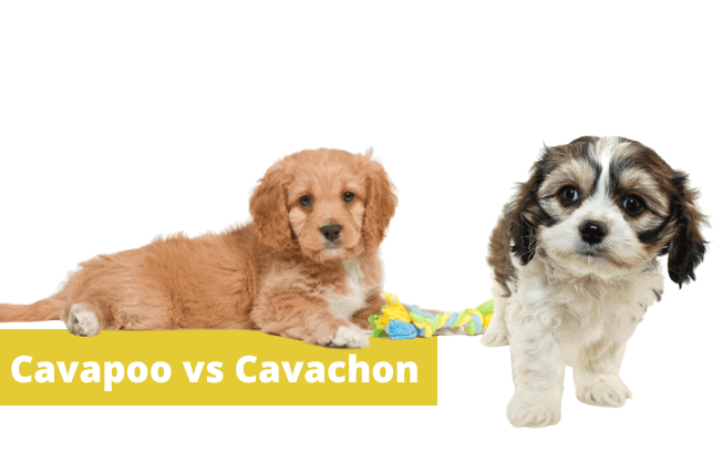 Cavapoo vs Cavachon.