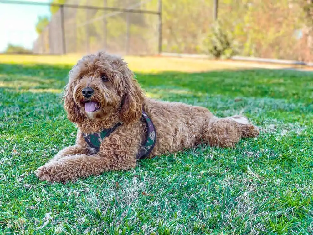 Small beige dog laying in the grass.