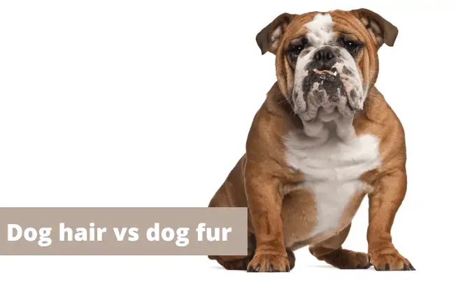 Dog hair vs dog fur.