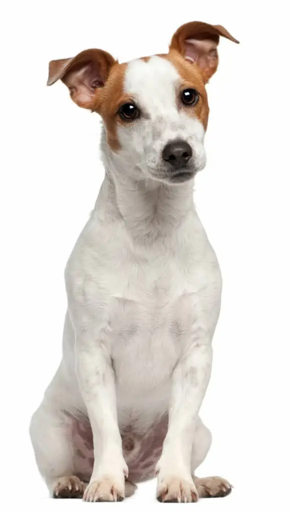Small white dog with brown ears sitting.