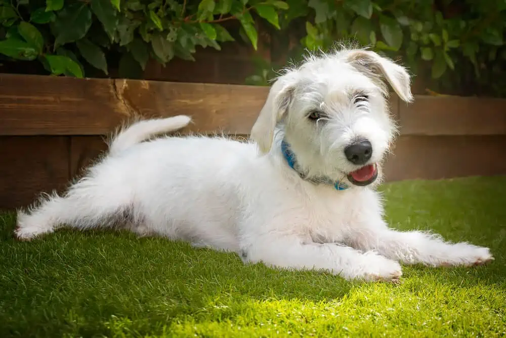 Small white Jackapoo dog laying dog in the grass.