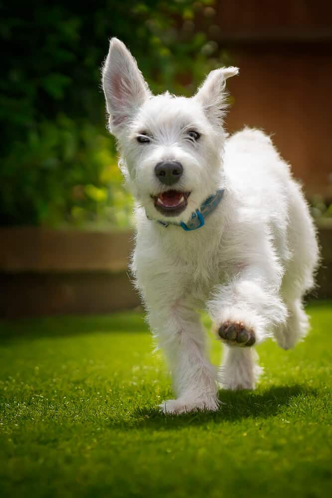 Small white Jackapoo dog running outside.