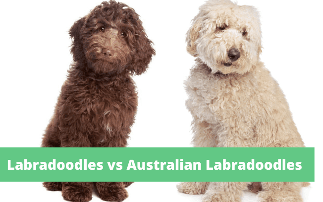 Labradoodles vs australian labradoodles.