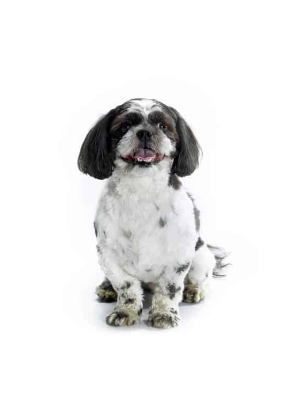 17 Small Poodle Mixes You'll Adore