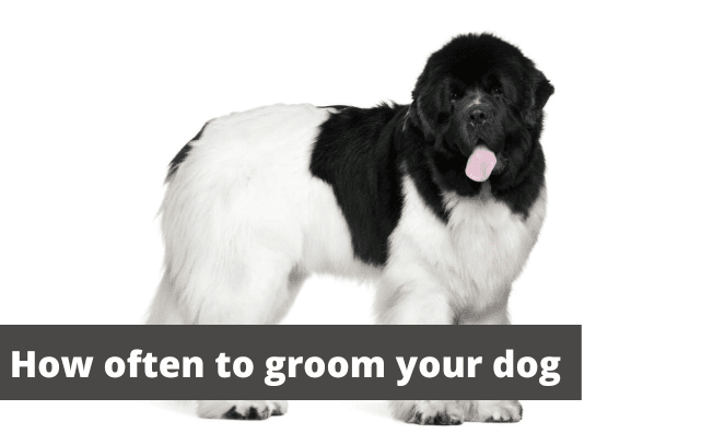How often to groom your dog.
