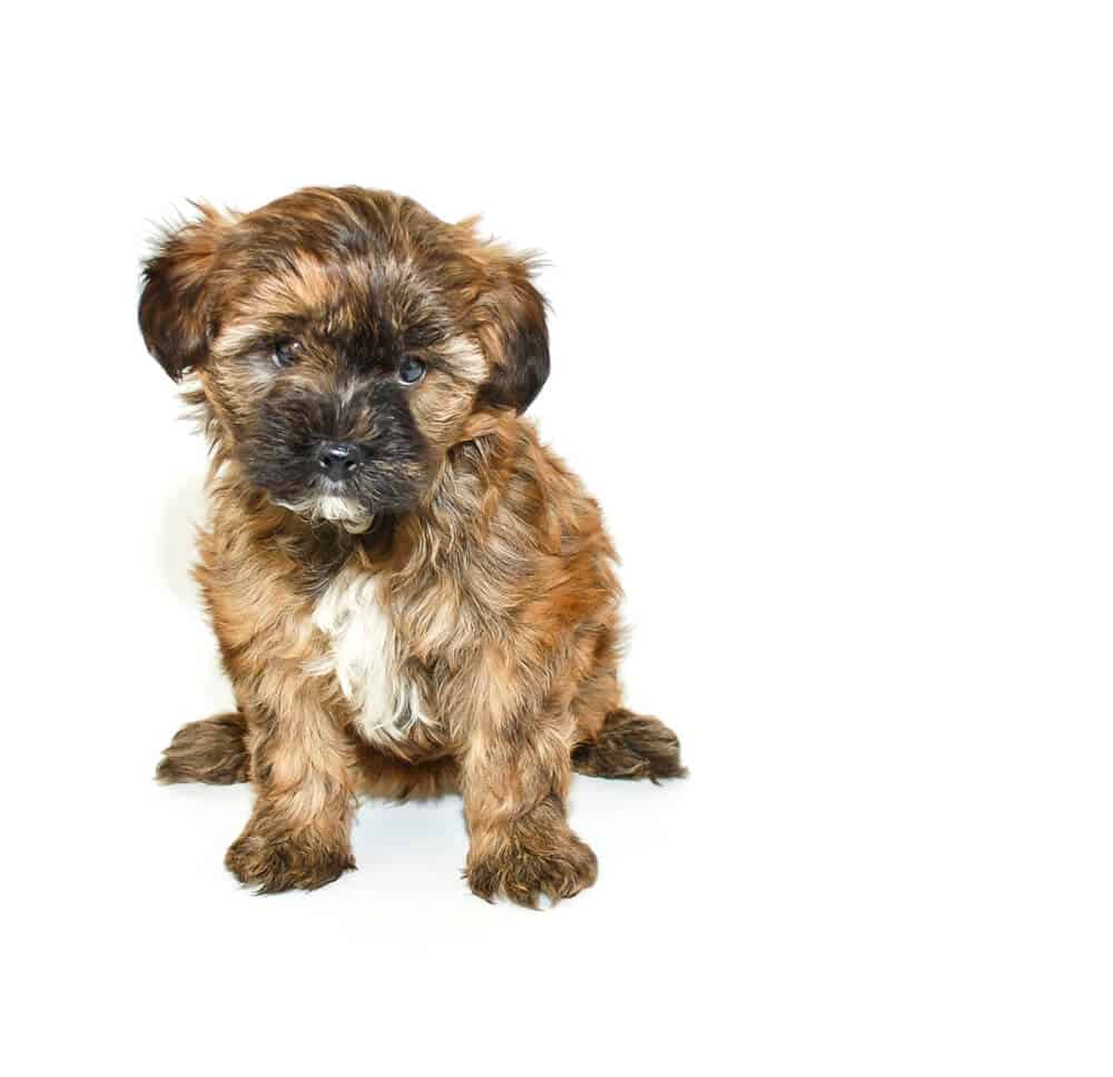 A small black and tan yorkipoo puppy.