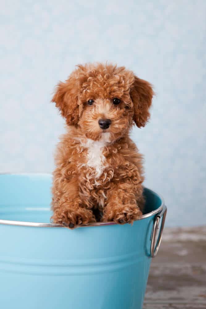 A red Bichonpoo puppy sitting in a blue bucket.