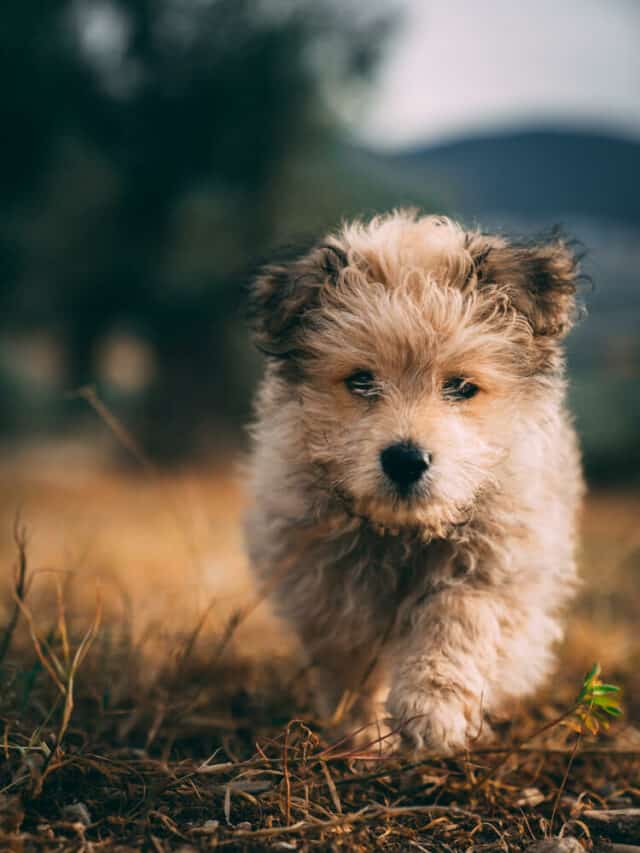 A small Yorkipoo dog running outside.