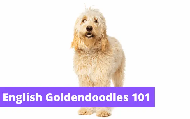 English Goldendoodles 101.