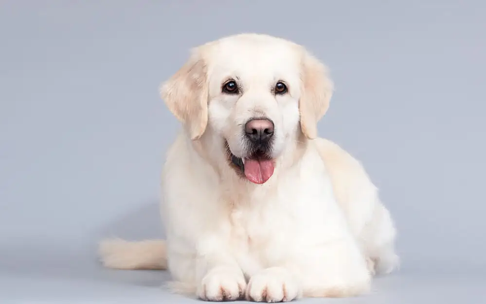 English Golden Retriever laying down.