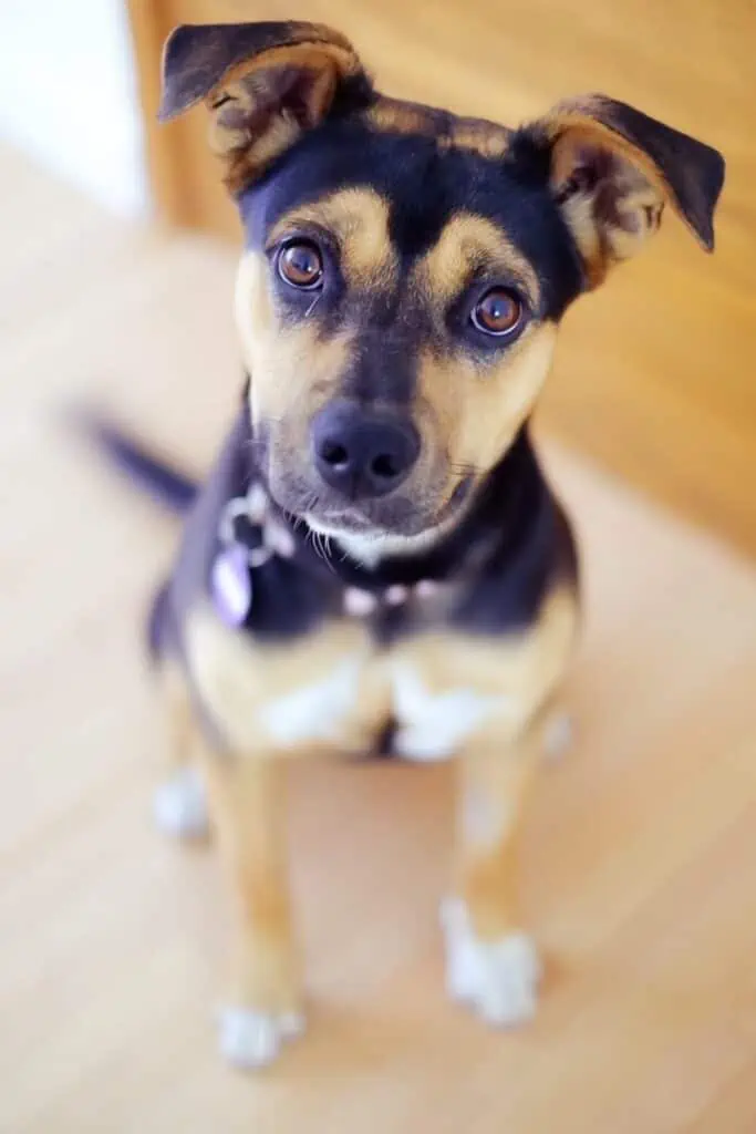 A small black and tan dog looking up at the camera.