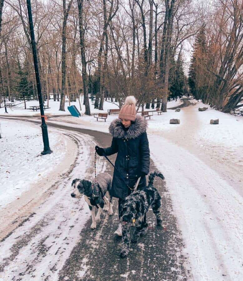 A girl walking a Shepadoodle and Labradoodle in the winter outside.