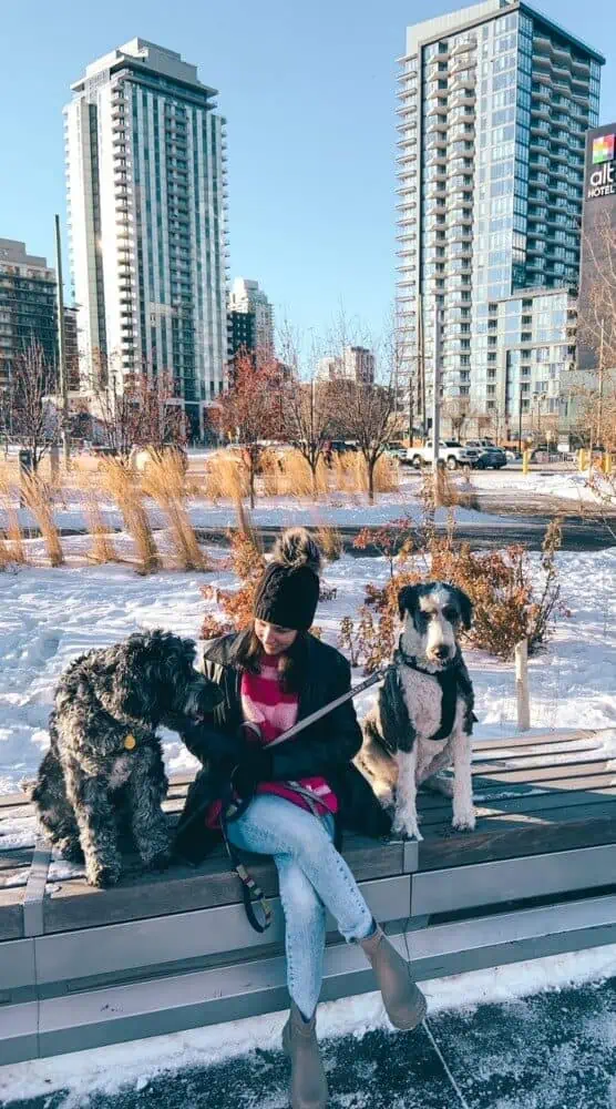 A girl sitting outside in the winter on a bench with a Labradoodle and a Sheepadoodle.