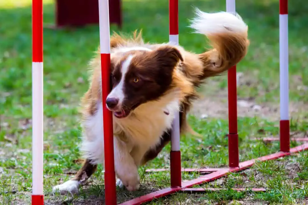 A dog weaving through weave poles.