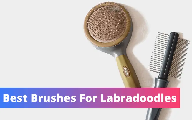 Best brushes for Labradoodles.