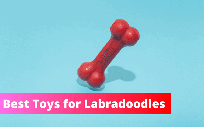 Best toys for Labradoodles.