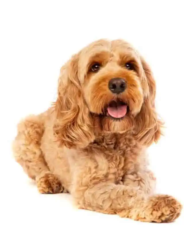 A small golden Cockapoo dog.