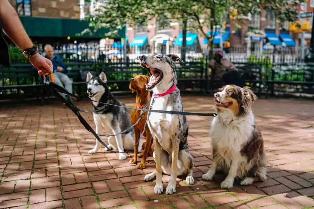 4 large dogs sitting outside.