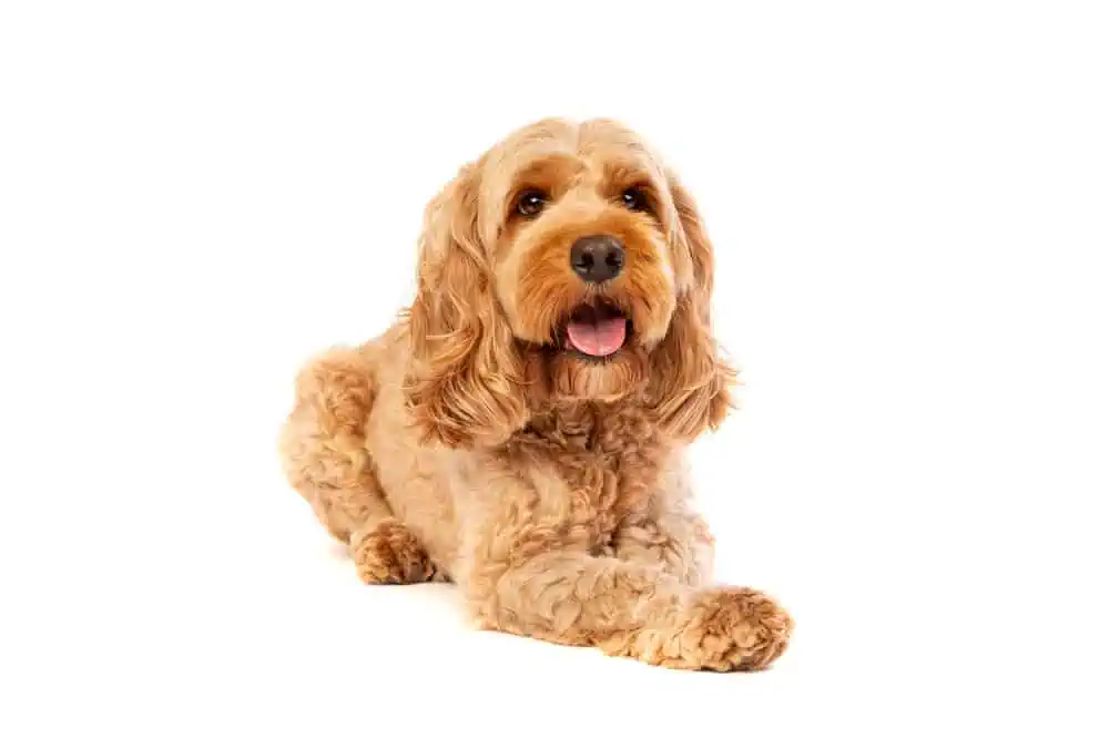 A small golden Cockapoo dog.