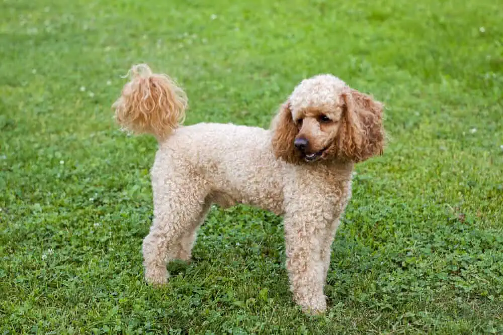 Medium apricot poodle (also known as a moyen poodle) standing outside in the grass.