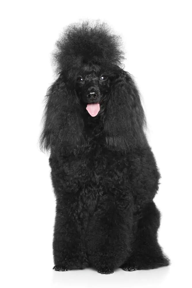 A black fluffy moyen poodle sitting.