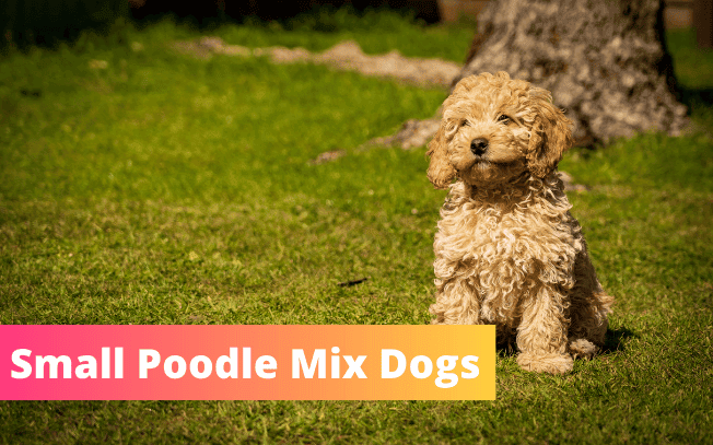 Small Poodle mix dogs.