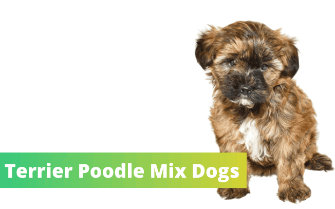Terrier Poodle Mix dogs.