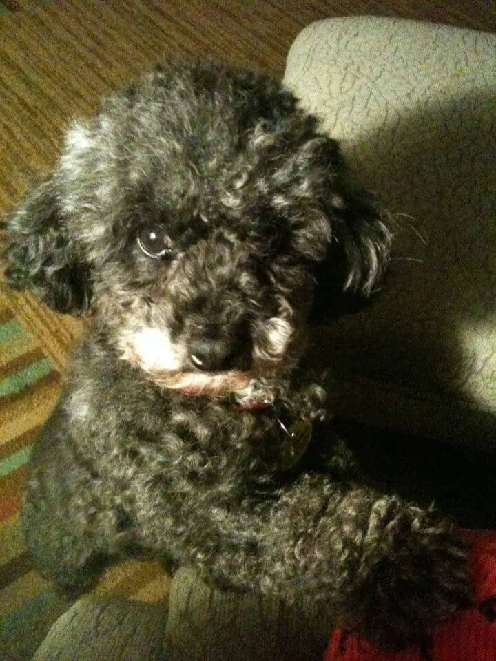A small black Poodle mix dog.
